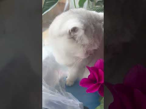 Девочка🐈в цветочках #рекомендации #cat #shorts #кот #котик #животные