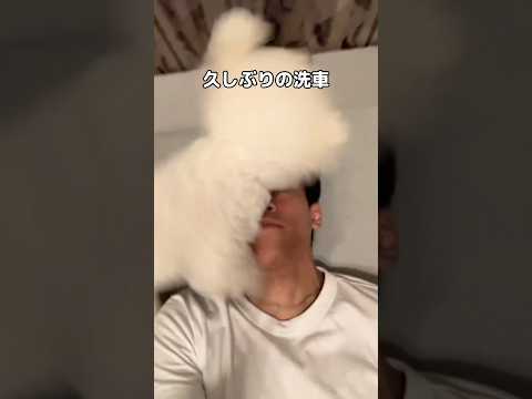 ビションフリーゼが洗車で喜ぶ様子をご覧ください サムネイル