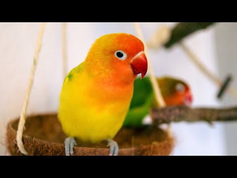 2 Birds and a Coconut Bowl