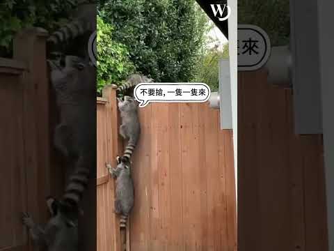 【卡哇伊】有沒有看過浣熊集體越獄？