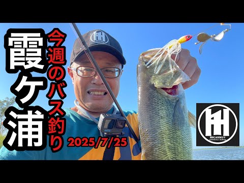 霞ヶ浦釣れてます！バズベイトを投げ倒したら‥2025年7月25日