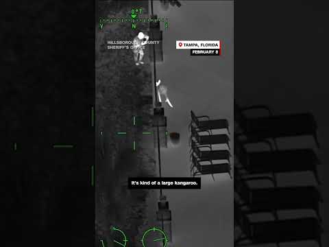 Police respond to call about kangaroo on the loose
