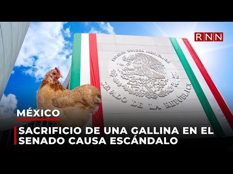 ¡Insólito! Sacrificio de una gallina en el Senado causa escándalo en México