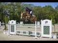 Show jumping horse De Wolden Summer Sale