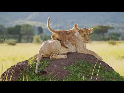 Lion Cubs playing | Lion Cubs Funny Moments in the African Wild
