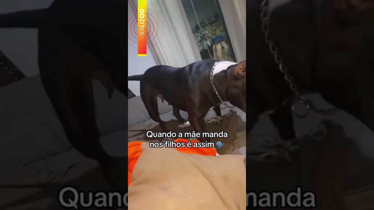 A festa dos filhotes acaba rapidinho quando a mãe perde a paciência