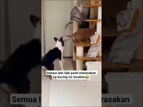 sakitnya sampai ke ubun😱#cat #kucing #shorts