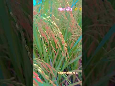 #धान खेत 🌾🌾#पक रहा है 🥰 #viral #milion #love