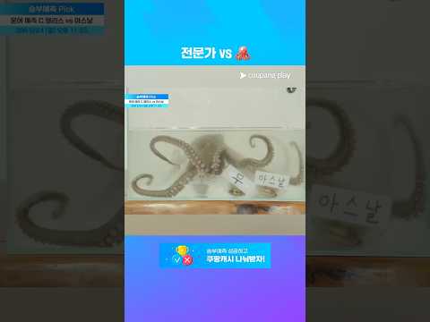 전문가와 정반대의 선택을 한 문어 l 5월 24일 (일) 오후 11시 55분 I PL 최종전