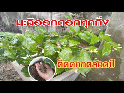มะลิติดดอกเก่ง-ออกดอกนานตลอดปี มะลิติดดอกเก่ง-ออกดอกนานตลอดปี