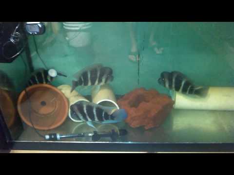 April 2017 fish room update Update on my fish room and my Frontosa fry