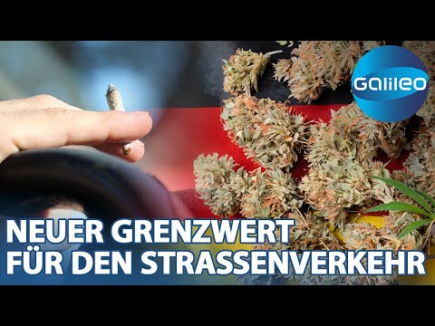 Cannabis-Legalisierung: Die Herausforderung eines neuen Grenzwertes