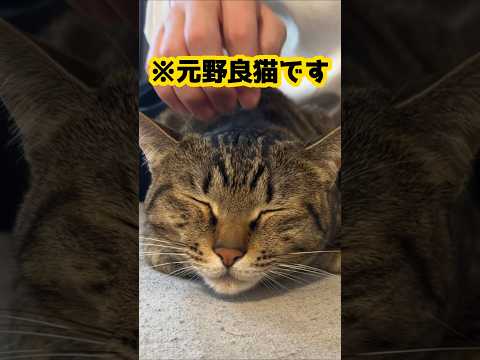 猫がリラックスしすぎた時の顔がこちら。 #shorts #保護猫 #猫のいる暮らし #cat #meow