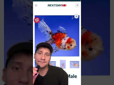 Crystal's Picks_ NEW Big Koi, Oranda Goldfish, Gos This week's Crystal's Picks include a super unique Gin Rin Beni Kumonryu Koi, a big-bellied Ryukin G