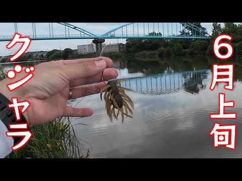 【クジャラ】去年の6月に40アップ釣ったのにすっかり忘れてた映像ｗ【小櫃川】