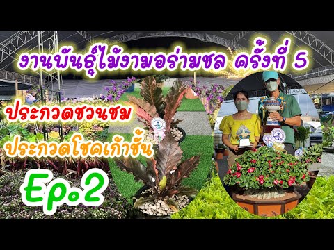 งานพันธุ์ไม้งามอร่ามชล-Ep.2-|- งานพันธุ์ไม้งามอร่ามชล-Ep.2-|-