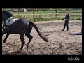 Dressage horse 3 jarige ruin v.Dynamic Dream