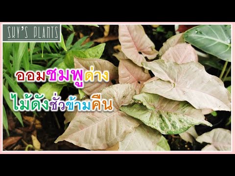 ออมชมพูด่าง-ออมชมพูด่างกลาย-ออ ออมชมพูด่าง-ออมชมพูด่างกลาย-ออ