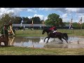 Show jumping horse ZZL dressuur - Z springen - Z eventing paard te koop