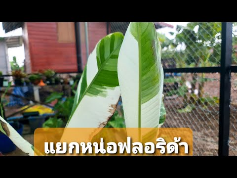แยกหน่อฟลอริด้า--เทคนิคแบบง่าย แยกหน่อฟลอริด้า--เทคนิคแบบง่าย