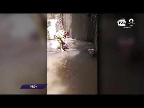 Perrita luchó por sobrevivir tras caer a una represa en Quito