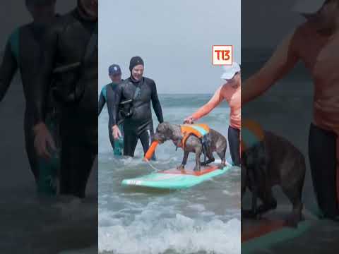 ¡Guau! Perros hacen surf en Campeonato Mundial canino