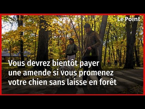 Vous devrez bientôt payer une amende si vous promenez votre chien sans laisse en forêt