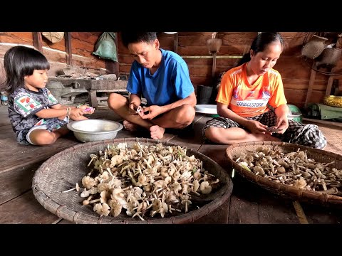 ໄດ້ເຫັດປວກເຕັມກາດົ້ງຄືເກົ່າ|