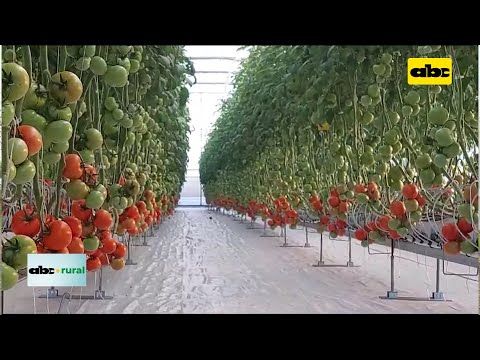 Invernadero automatizado para producción de tomate