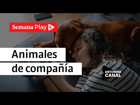 Beneficios de tener un animal de compañía | Antonina Canal en Sí Puedo y es Fácil - Semana Play