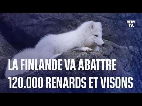 Finlande: 120.000 renards et visons élevés vont être abattus à cause de la grippe aviaire