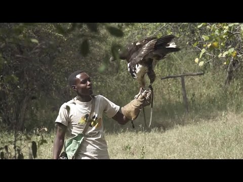 Africa's birds of prey under threat of extinction