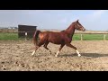 Dressage horse 3 jarige lantanas merrie