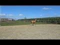 Dressage pony Nieuwe video FEI pony prospect