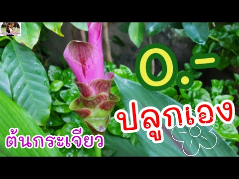 ดอกกระเจียวบานที่บ้าน-ชมดอกสีช ดอกกระเจียวบานที่บ้าน-ชมดอกสีช