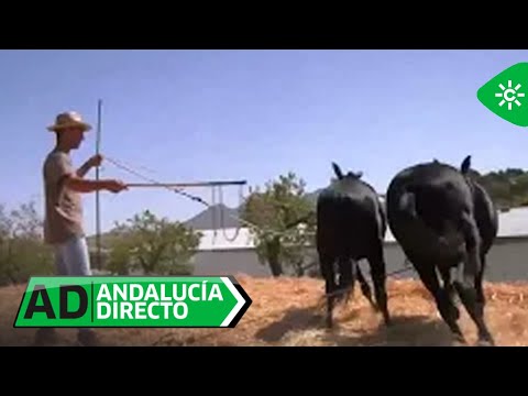 Andalucía Directo | El tradicional oficio de trilla con mulos, el surf rural para los más jóvenes