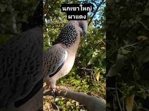 tekukurthailandbirdsนกเขาใหญ