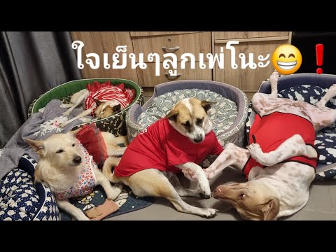 กอลลัมหมาจอมป่วน🐕😁บ้านยาปันโต