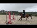 Show jumping horse Stoere vos merrie v. Inaico vdl
