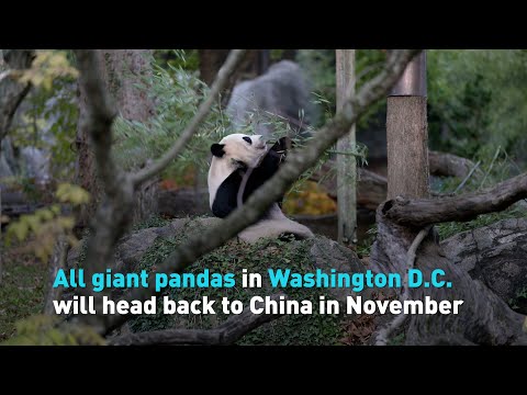 All giant pandas in Washington D.C. will head back to China in November