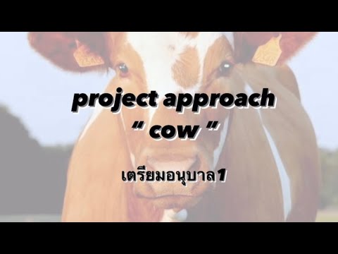 ProjectApproach“Cow”เตรียมอ