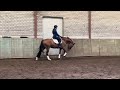 Dressage horse 7jarige elite-merrie v Dream Boy