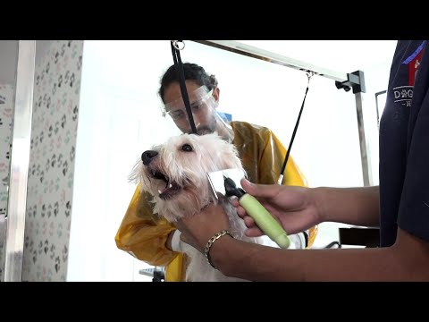 Dog House: primer lugar especializado para perros en Managua