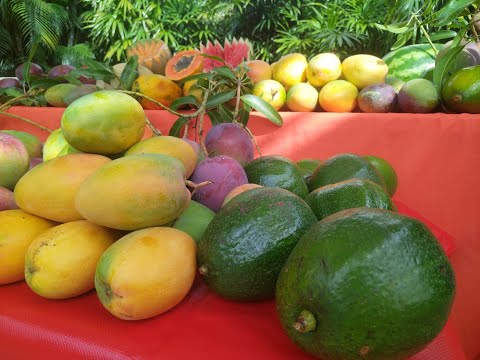 Descubra las principales propiedades del mango, sandía y aguacate
