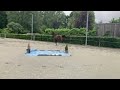 Show jumping horse Fijne 3.5j Nero c merrie