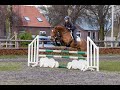 Show jumping horse 5 jarige merrie voor sport en fokkerij