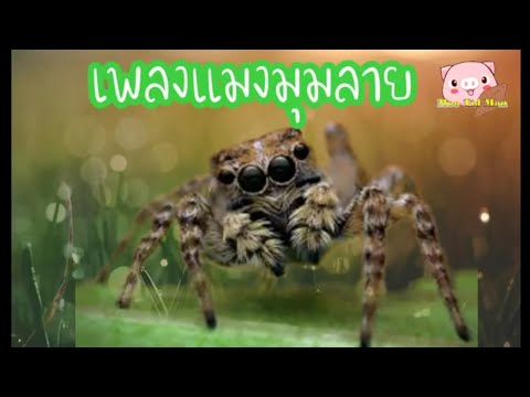 เพลงแมงมุมลาย เพลงแมงมุมลาย