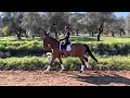 Dressage horse Fijne 6 jarige ruin van Bordeaux
