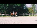 Dressage horse ⭐⭐⭐ talentvolle 3 jarige ruin ⭐⭐⭐