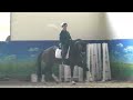 Dressage horse Dressage Gelding - GP PROSPECT